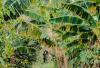 Rainforest Alliance Launching Regenerative Agriculture Certification for Coffee