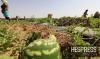 Mauritanian watermelon exporters frustrated by rising Moroccan export fees
