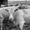 NCBA urges U.S. Trade Officials to hold Brazil accountable for unfair practices