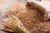 Michigan Wheat Program issues call for research proposals