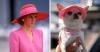 Proud Owners Of A Pampered Pooch, We Want To Know About Your Dog's Luxurious Lifestyle