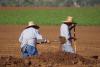 The vital role of soil diversity for sustainable agriculture
