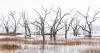 Georgia artist documents the coast’s disappearing treescape