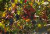Olive Groves and Vineyards Retreat to Greece’s Mountains