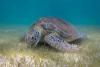 DoE: feeding sharks and turtles harms them