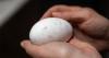 Chilean flamingo chic hatches at zoo for the first time in almost ten years