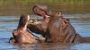 Massive Hippo Overturns Boat In Ivory Coast; 11 Passengers Missing, Including Children