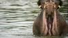 Rogue hippo capsizes boat along Sassandra River in Ivory Coast, 11 people missing