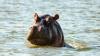 Hippo overturns boat in Ivory Coast, children among 11 people missing