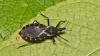 'Kissing bug' disease is endemic in U.S. Can you get it in Kentucky?