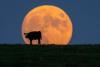 Science Detroit Free Press Michigan missed out on lunar eclipse, but a supermoon is on the way. Here's when to see it