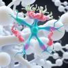 Chinese Scientists Create Assembloid Model to Unravel Adenomyosis Pathogenesis