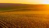 Science The Cool Down Researchers make AI-powered breakthrough that could transform how we grow food: 'Will lead to a new revolution'