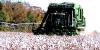 Spread of cotton pest could hurt Ga. crops, economy and consumers