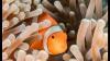 Scientists breed India’s first designer clownfish