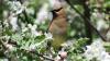 Maine birder blends old-school skills with new tech to grow YouTube following
