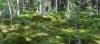 Finnish-led satellite study shows peatland restoration cools the climate