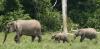Ebony and ivory: why elephants and forests rise and fall together in the Congo Basin