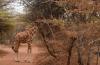 CONSERVATION: Scientists show why giraffe species matter