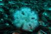 An indestructible invasive anemone threatens Chilean Patagonia’s seas