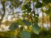 Denmark plans to issue "green" European bonds