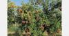 Delayed and tepid start for Greek Acco pomegranates