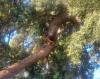 Greece’s Symbolic 400-Year-Old Oak Tree Faces New Threats