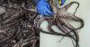 As octopuses dwindle in open waters, suppliers looking to imports and farming despite concern