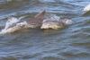 MSU scientist takes dolphin research to new heights with UAS flights