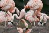 Adorable photos show Chilean flamingo chick taking its first steps