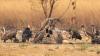 'Nature's clean-up crew': Cambodia's vulture population remains stable