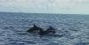 Scientist Takes Dolphin Research to New Heights with UAS Flights