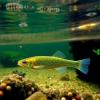 Hope for Sahara Killifish’s Rediscovery in Algeria!