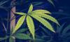 Congressional Committee Votes To Repeal Marijuana Expungements Law In Washington, D.C.