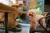 Food Network Reveals Colorado’s Most Dog-Friendly Restaurant