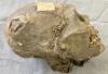 350-year-old mummified head from Bolivia isn't what it seems