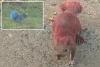 Connecticut animal activists seeking jerks who coated two squirrels with neon paint