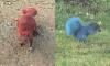 Cops left baffled as neon squirrels are spotted in Connecticut