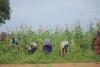 Policy makers seek innovation, inclusive leadership for strong Africa food systems