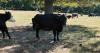Hundreds of acres of land used for research in flourishing agricultural community
