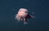 Scientists Unearth Strange New Creatures Miles Below the Pacific Ocean