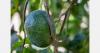 Peruvian avocado exports reach US$1.13 billion through July
