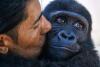 Zeytin, trafficked baby gorilla found in Istanbul cargo crate, set to return home to Nigeria