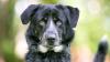 Funny dog wants to 'help' dad build furniture but ends up judging instead