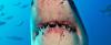 Science ScienceAlert Ocean Water Could Soon Have a Shocking Effect on Sharks' Teeth