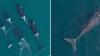 NE Aquarium scientists use drones to give right whales 'health checks'