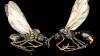 Science CNN Ant queen gives birth to two different species
