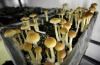 Science KOIN OSU scientists detect ‘syndelics’ in products marketed as magic mushroom edibles