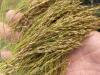 Growing teff on the Prairies