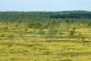 Finland reports sharp decline in habitats and species
